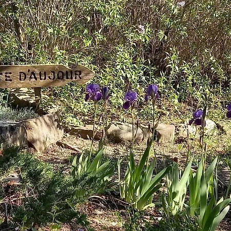 D'aujour